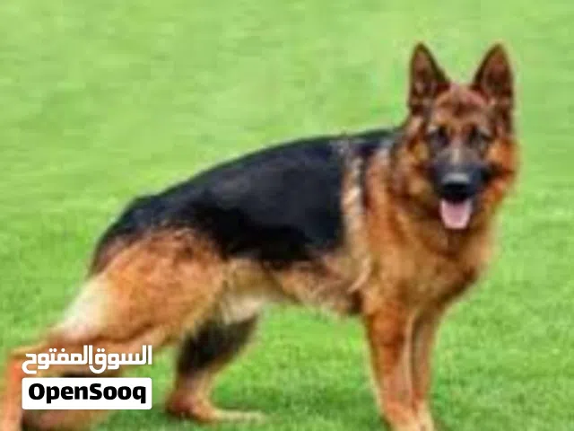 جرمن شبرد أنثى شولين اصل  11 شهر للبيع عدم التفرغ  الكلبه  بصحه جدا طيبه  200 قابل لتفاوض