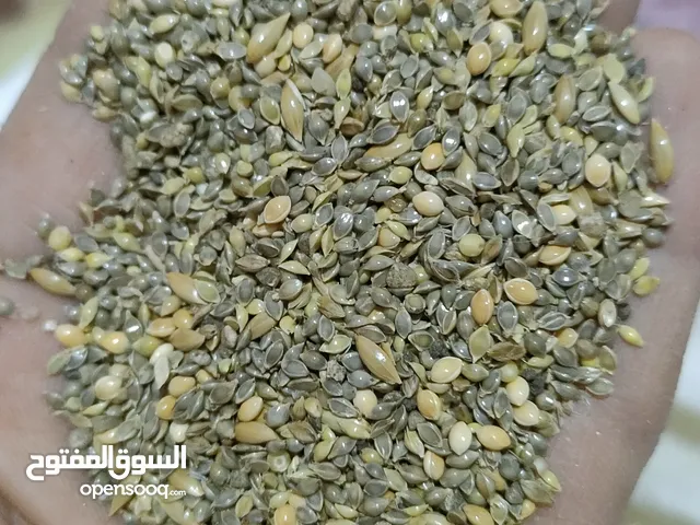 اكل عصافير استرالي