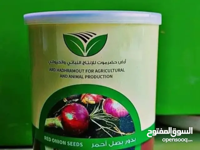 بذور بصل بافطيم المحسنة ذو اللون الأحمر
