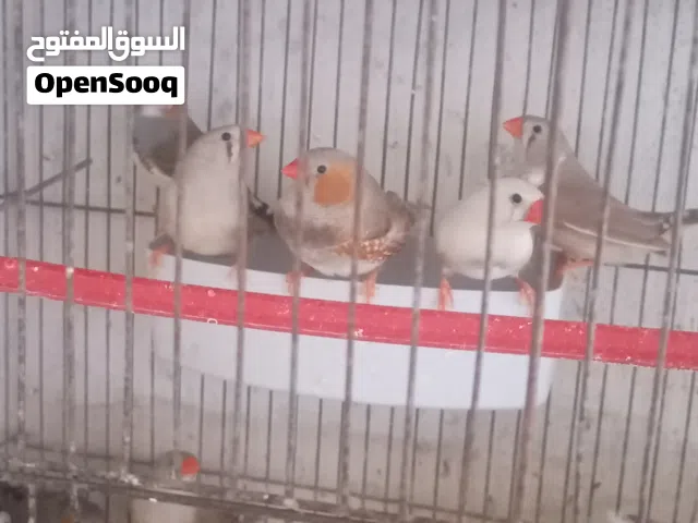طيور فنجز وطيور حب للبيع