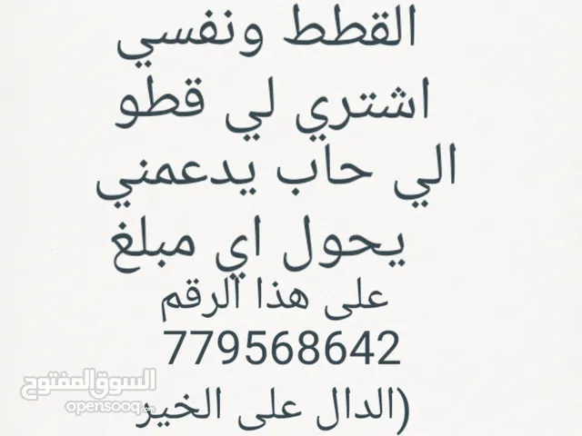 دعم اخوي لشراء قط