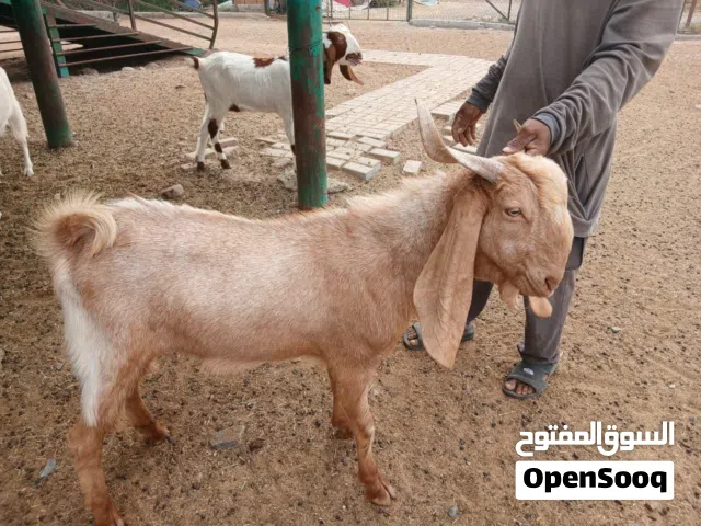 19/5/2026. دبي