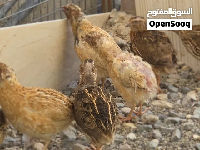 طيور السمان العدد 13