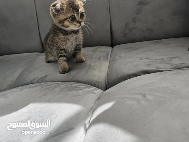3 kitten Scottish fold end British short hair 57 days pure males nice colors eating dry food going