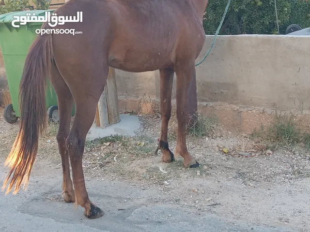 مهره طيبه للبيع في السلط