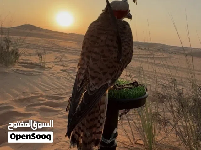 شرياس البيع