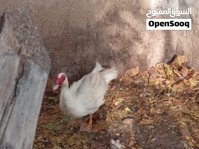 بط  مصري للبيع                             لمن يريد الشراء ب فعل