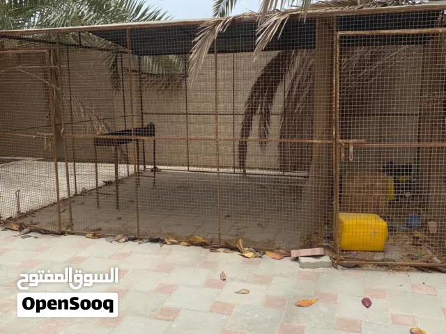 قفص للبيع سعر 70 قابل