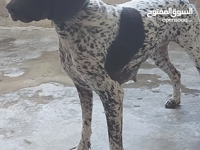 كلبة براك ألماني صيادة طير العمر سنه وثمن شهور لسى ماخلفة ولا بطن