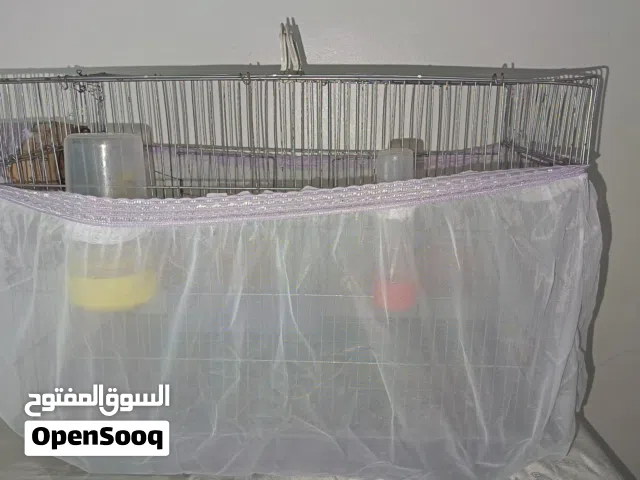 طيور زينه جوز الأسترالي