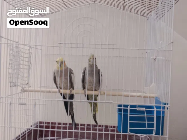 زوج كوكتيل حبشي وحشيات