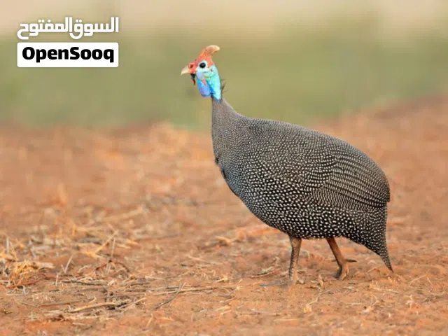 ابحث عن دجاج حبشي
