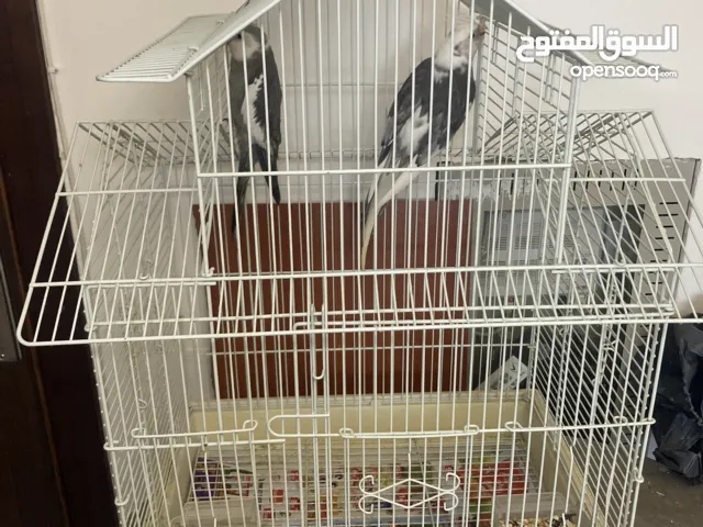 عصافير كوكتيل جميلين ذكر وا انثاء صواتهم جميله وأشكالهم معى القفص