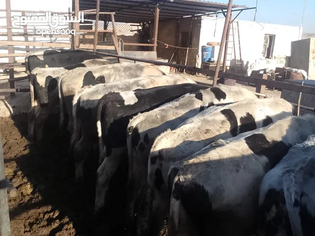 عجول لحم نخب اول سوبر سعر الكيلو ثلاث دنانير وثلاثين الموقع الزرقاء هاشمية لتواصل التصال على الرقم