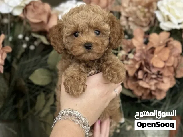 Toy poodle