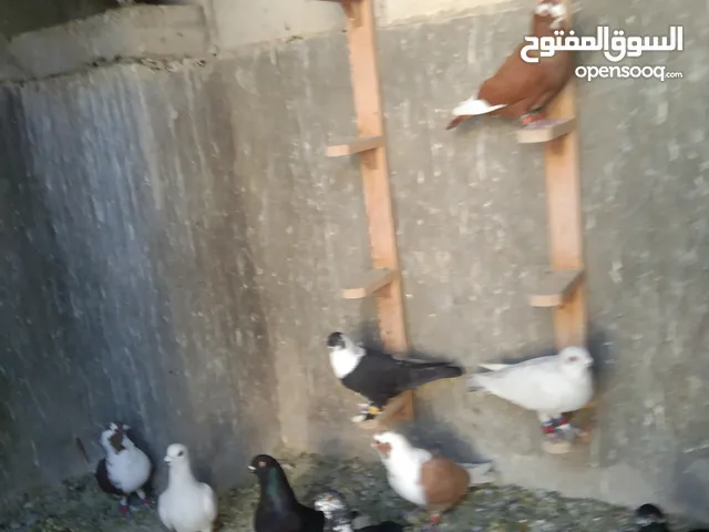 100حبه صواريخ للبيع كلها حمام ملونه وحلوه وشغل ممشى وخلاط