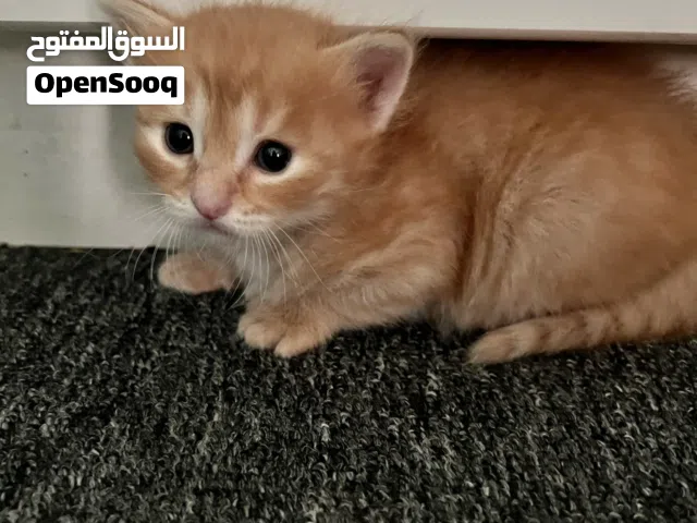Beautiful male Kittens 3 months– Vaccinated & Ready for Their New Homes cat kitten
