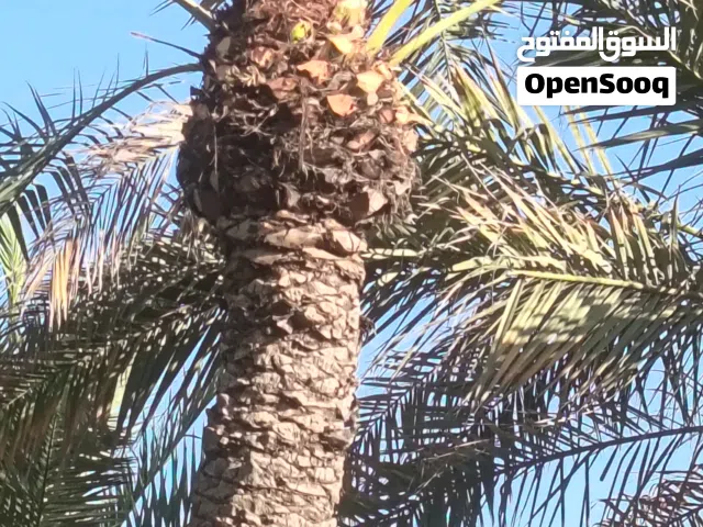 تنسيق حدائق زراعيه النخل وتنسيق الحديقة وشبكات الرأي وعمل جميع انواع الزراعيه والأشجار