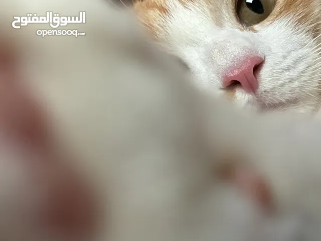 رعايه اي حيوان اليف