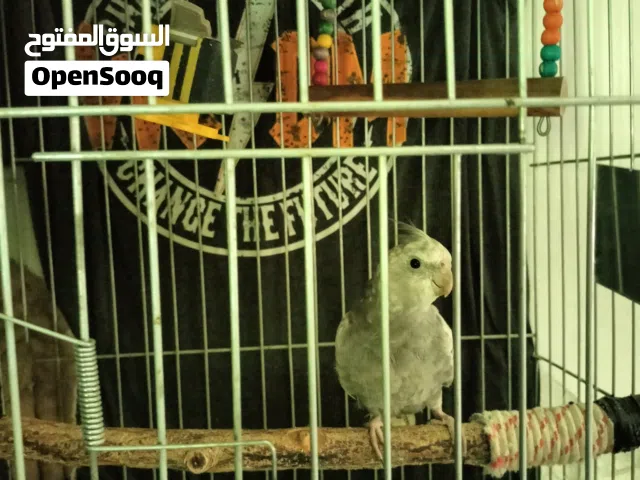 ببغاء كوكتيل ويت فيس . مع قفص جديد للبيع للبيع كامل