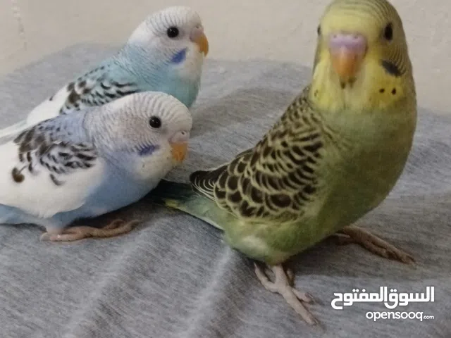 فروخ بادجي عمر شهرين ربوة إنتاج الكويت