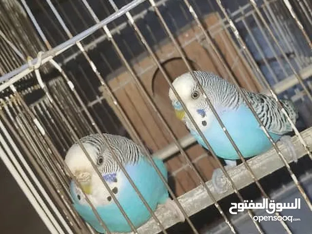 عصافير بقالينو للبيع مشاء الله اشري وبس بلا توصيل النمبر ون اوروبيات