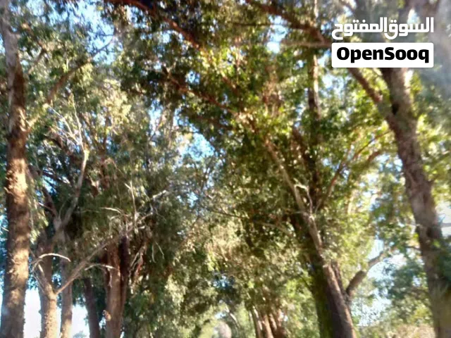 قطعة ارض في القويعة