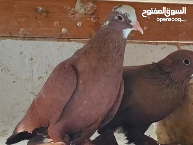 حمام صفاق عراقي شغال