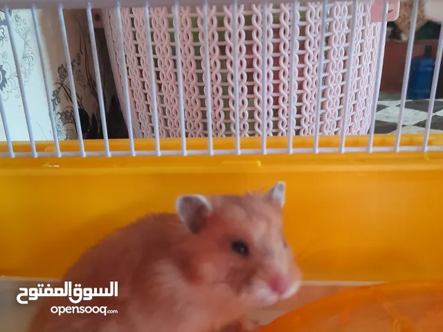 هامستر ملقح زنضيف مع قفص وألعاب ومطاره