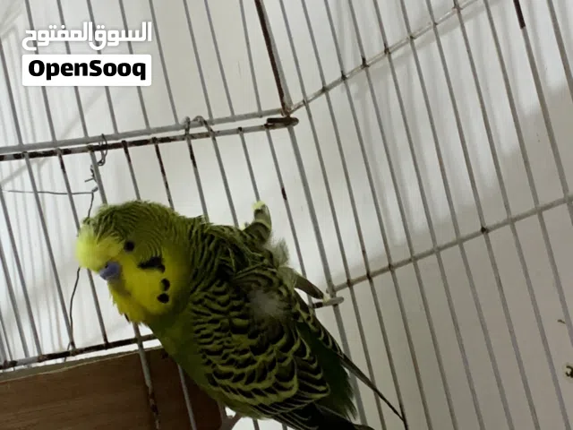 السلام عليكم متاح كوبية ذكر احجام هوقو جناح واحد نورمل نتاية نورمل