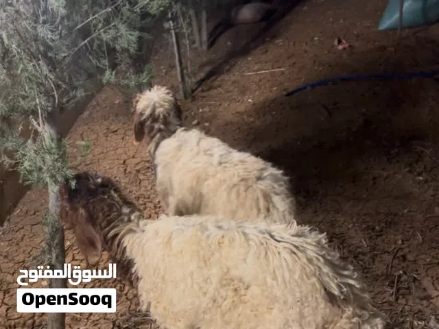 عبورتين صلاة النبي عليهم ماخذات جميع المطاعيم