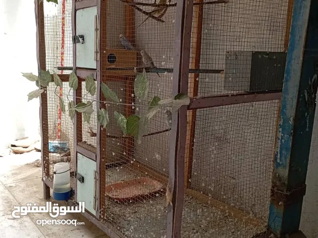 قفص كبير مع طيور بادجي زوجين طيور كناري