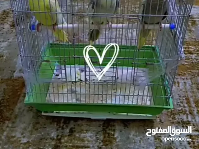 عصافير كوكتيل انثايتين وفحل
