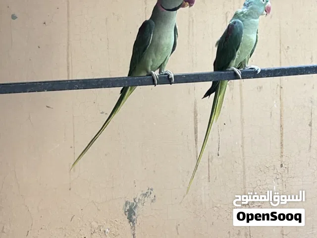 زوج دره نيبالي منتج