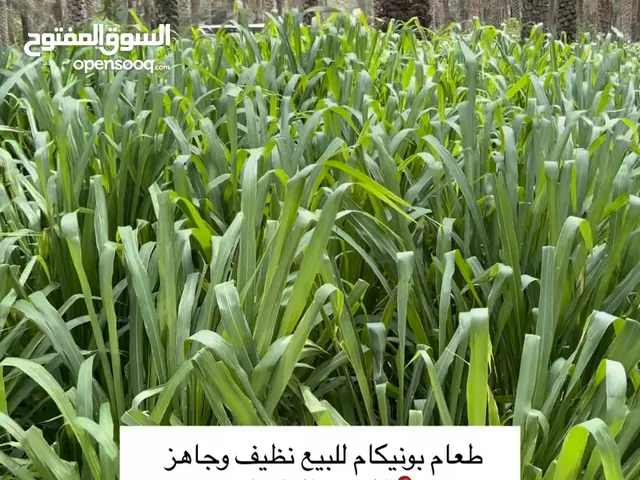 متوفر طعام بونيكام و نفيعه جواني كبار