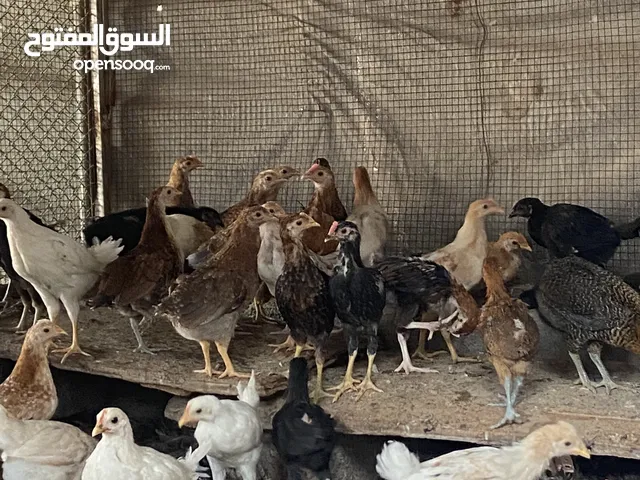 دجاج عماني فرنسي عمر شهرين للبيع