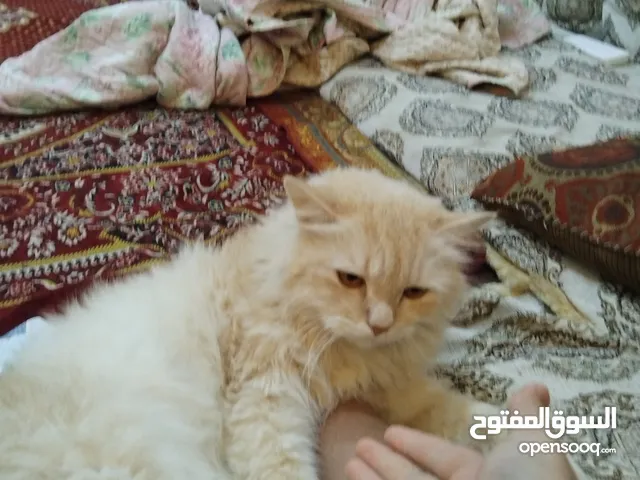 قط شيرازي رخيص