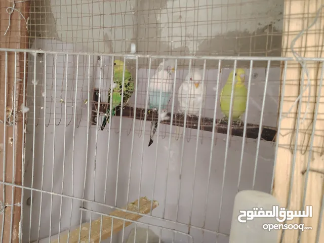 طيور حب عصافير حب