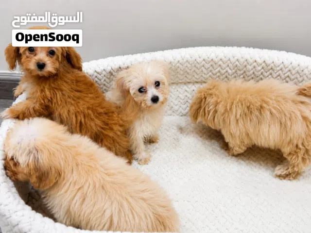 Adorable maltipoos