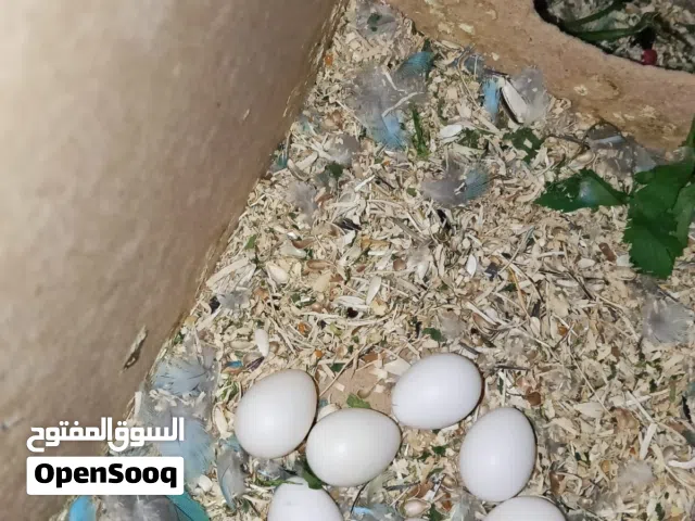 زوج طيور غندور و 3 افراخ والبيض قسم منها مفقس السعر 100 الف قفل