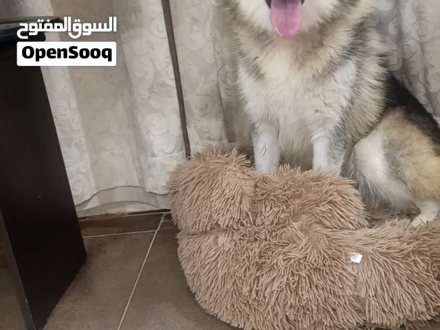 أنثى هاسكي