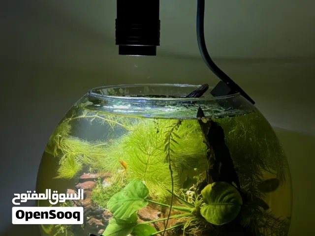 Planted bowl aquarium 38 cm