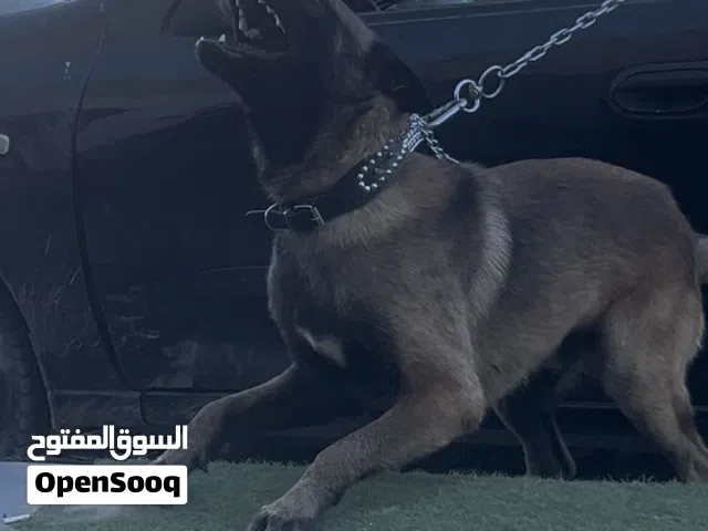 ذكر مالينوا