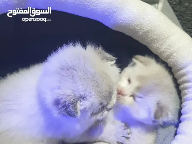 كيتن سكوتش فولد فى ابوظبى كيوت عمرهم شهر