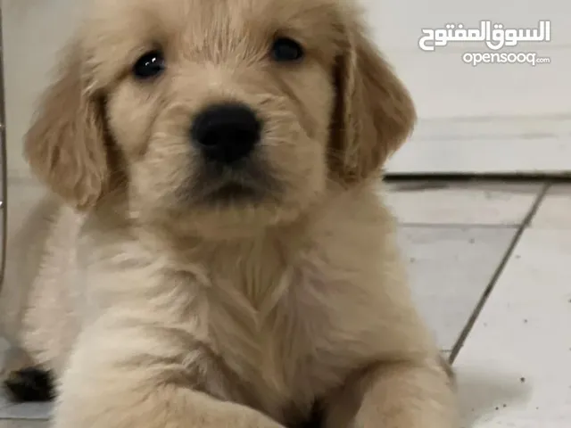 ماشاء الله الطف كلبه جولدن