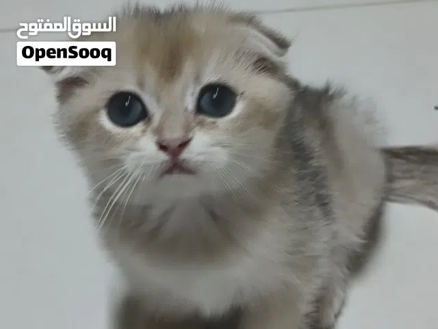 اسكوتش قولد ذكر