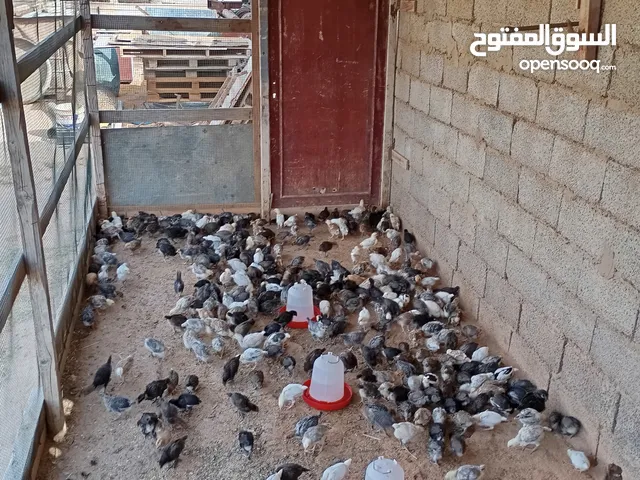 بسم الله الرحمن الرحيم