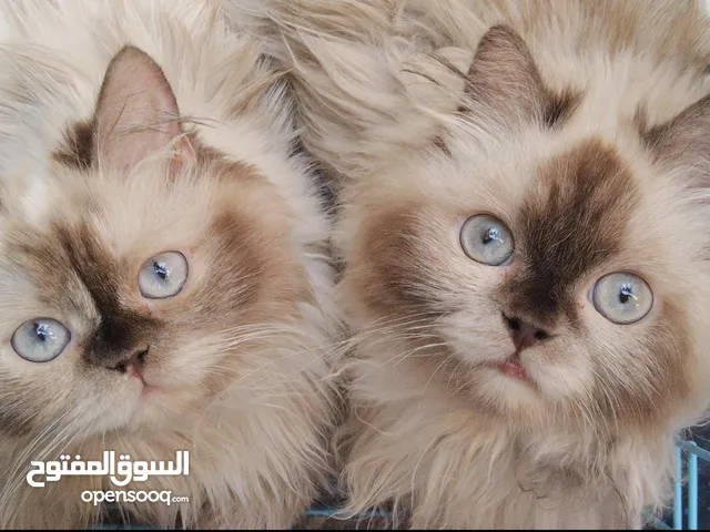 قطط هملايا ذكر وأنثى متزوجان ملقحين سعرهم سوا 100