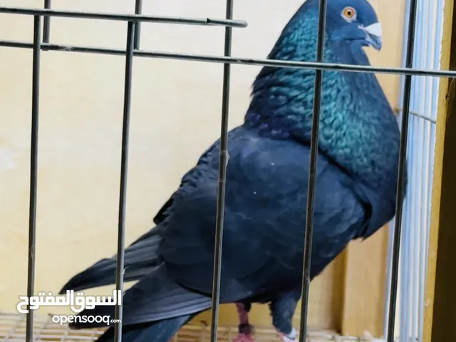 للبيع / زوج فلنسيانوآ آسبآني