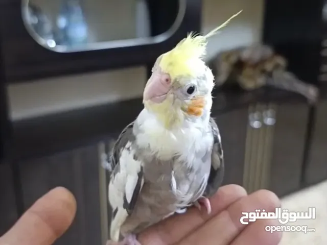 عصفور كوكتيل الأليف لبيع